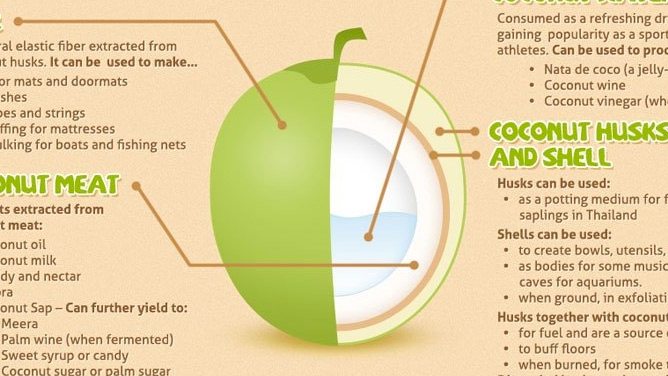 Coconut Tree Life Cycle